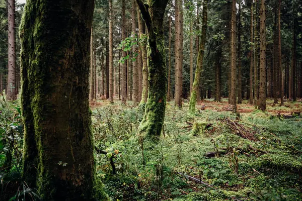 Зеленый Лес Дневное Время — стоковое фото
