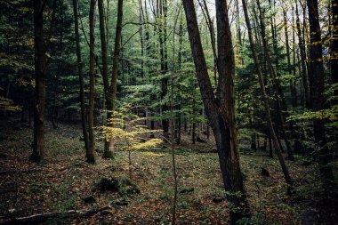 Sonbaharda güzel vahşi orman