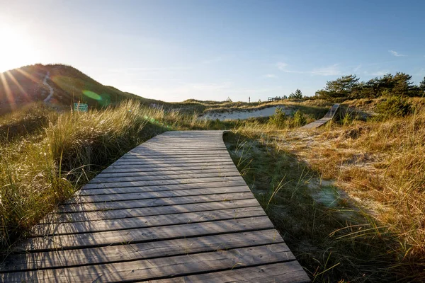 Güneşli bir günde doğada ahşap yol