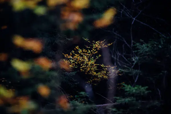 Barevný Strom Tmavém Lese — Stock fotografie