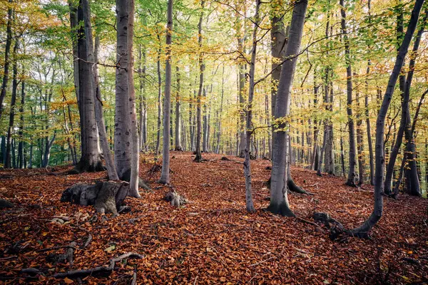 Piękny Las Sezonie Jesień — Zdjęcie stockowe
