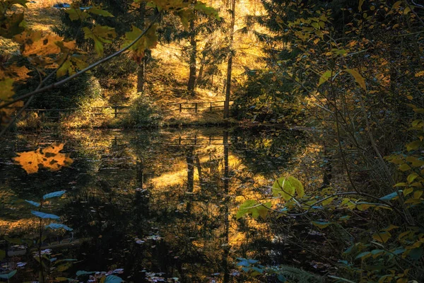 Jezioro Odbiciami Drzew Słonecznym Lesie — Zdjęcie stockowe