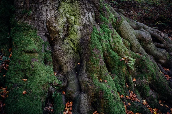 Kořeny Velkého Stromu Lese — Stock fotografie