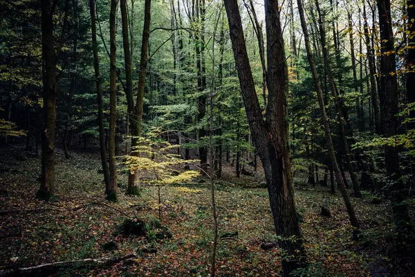 Sonbaharda güzel vahşi orman