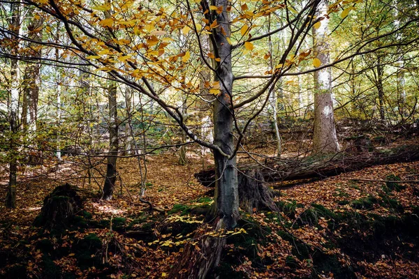 Prachtig Wild Bos Herfst — Stockfoto