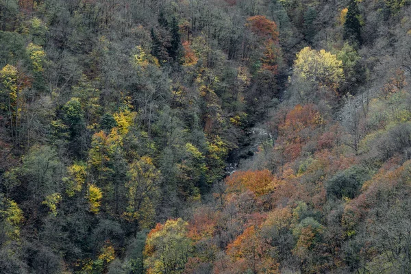 Dağlarda güzel bir sonbahar ormanı