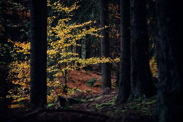 Όμορφο Άγριο Δάσος Φθινόπωρο — Φωτογραφία Αρχείου