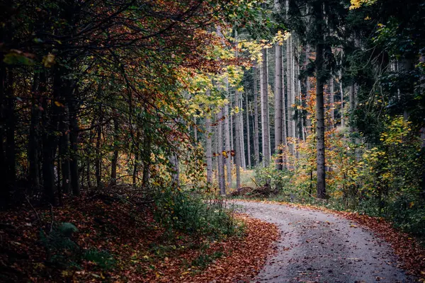 Δρόμος Μονοπάτι Όμορφο Δάσος Φθινόπωρο — Φωτογραφία Αρχείου