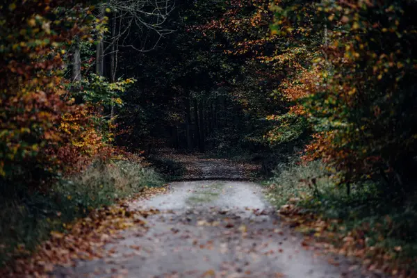 Droga Pięknym Jesiennym Lesie — Zdjęcie stockowe
