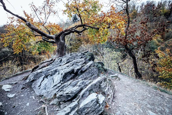 Большая Скала Осеннем Лесу — стоковое фото