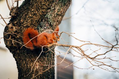 Parktaki ağaçtaki kırmızı sincap