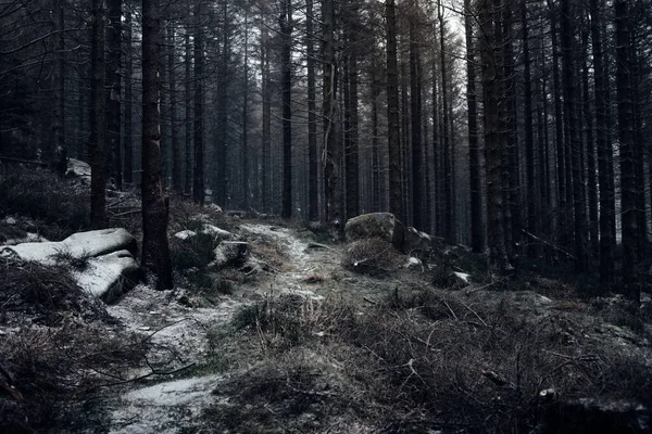 Floresta Escura Selvagem Inverno — Fotografia de Stock