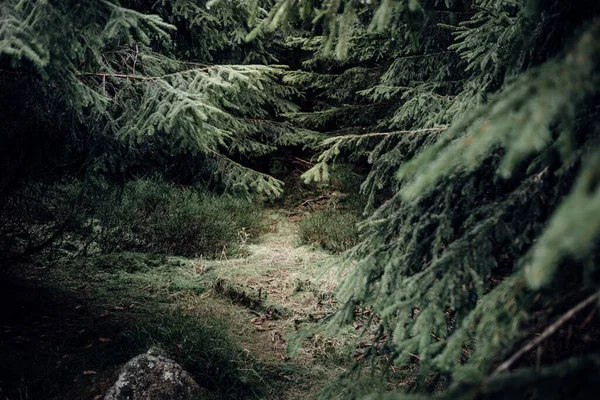 Красивый Лес Хвойными Деревьями — стоковое фото