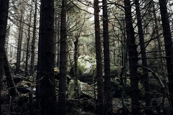 Красивый Лес Хвойными Деревьями — стоковое фото