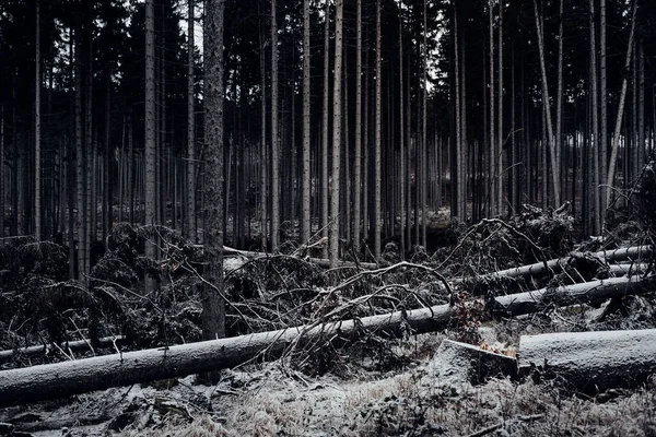 Прекрасний Дикий Темний Ліс Деревами — стокове фото