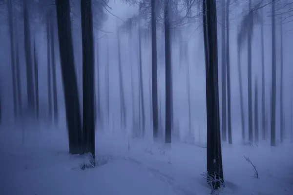 Dziki Las Śnieżny Sezonie Zimowym — Zdjęcie stockowe