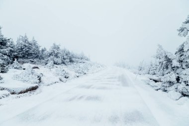 Kış ormanında karlı bir yol