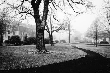 Kış parkının siyah beyaz fotoğrafı