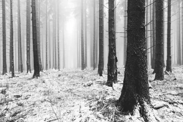 Bella Foresta Innevata Inverno — Foto Stock