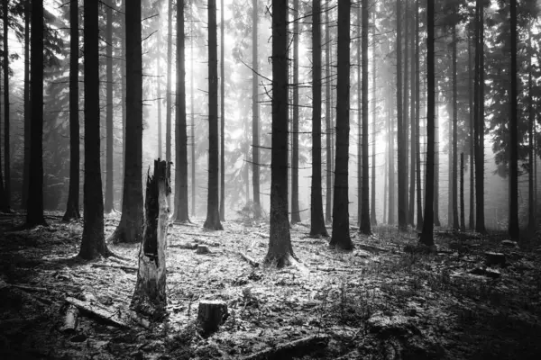 Красивий Засніжений Ліс Взимку — стокове фото