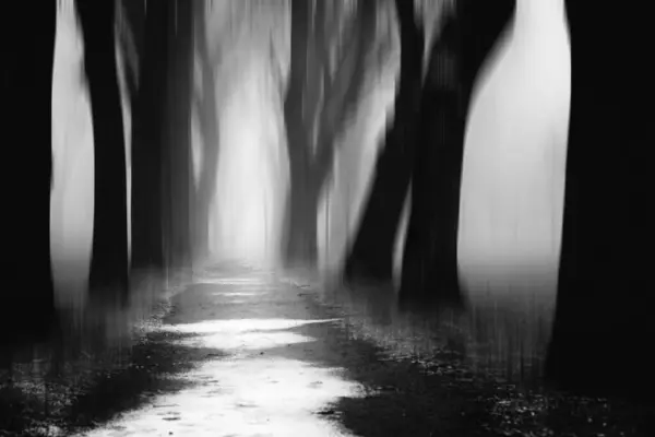 Gyönyörű Kilátás Sötét Ködös Erdőre — Stock Fotó