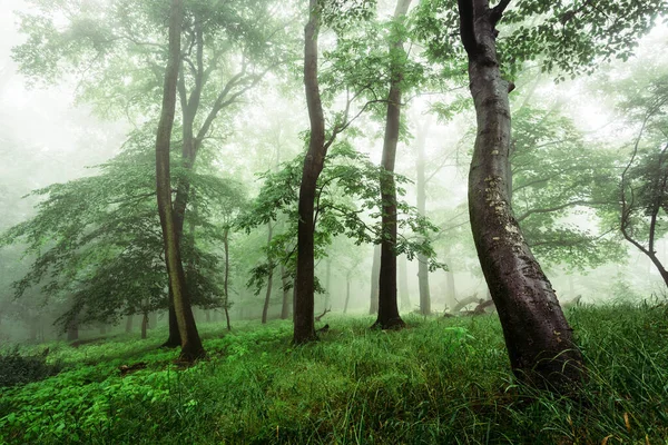 美丽的绿色森林与雾 — 图库照片