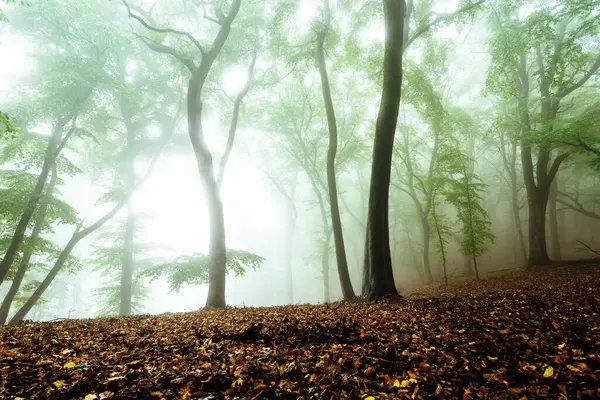 Прекрасний Ліс Опалим Листям — стокове фото