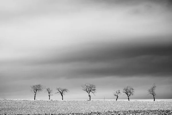 Schwarz Weiß Foto Von Bäumen Auf Dem Feld — Stockfoto