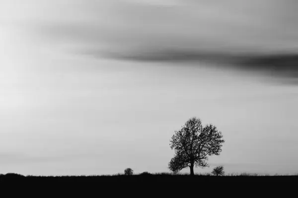 田野里孤零零的树的黑白照片 — 图库照片