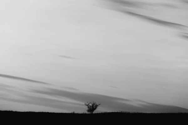 Schwarz Weiß Foto Von Einsamen Baum Auf Dem Feld — Stockfoto