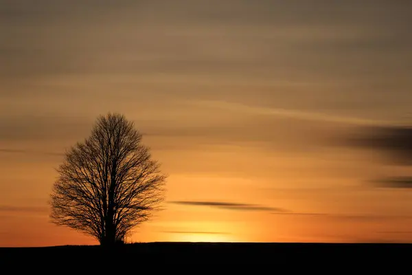 Silhuett Ett Träd Solnedgång Ljus — Stockfoto