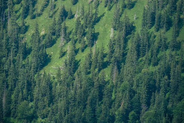 木々が並ぶ山の谷を眺める — ストック写真