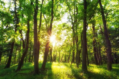 Ormanda güzel bir sabah