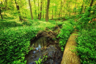 Yeşil çimenli güzel orman 