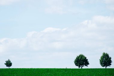 Parktaki yeşil ağaçlar