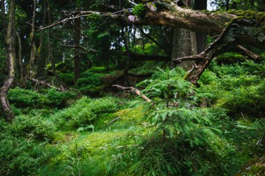 Ormanda yeşil çimenler