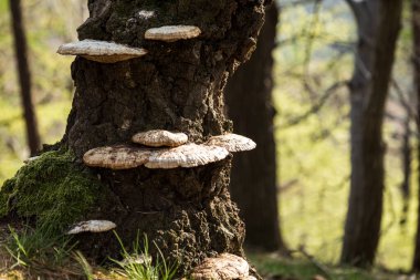 Ağaçtaki mantarlar, yaklaşın..