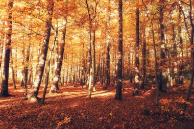 Sonbaharda bir ormanın sonbahar manzarası
