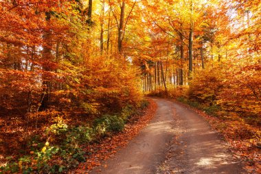 Sonbahar ormanında yol