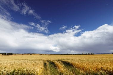 Buğday tarlası ve mavi gökyüzü 