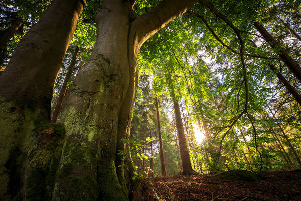 Sunlit tree in the forest. beautiful green trees