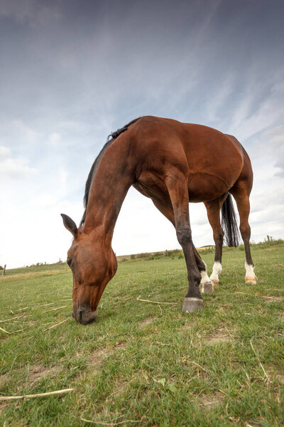 beautiful brown horse grazing on green meadow
