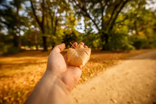 Sonbahar yaprağını parkta tutan kadın