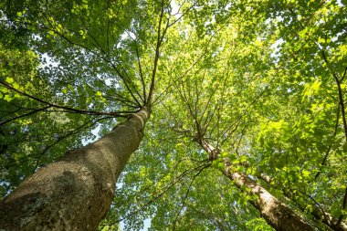 Ormanda yeşil ağaçlar