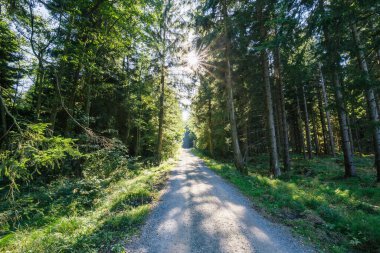 Ormana giden yol.