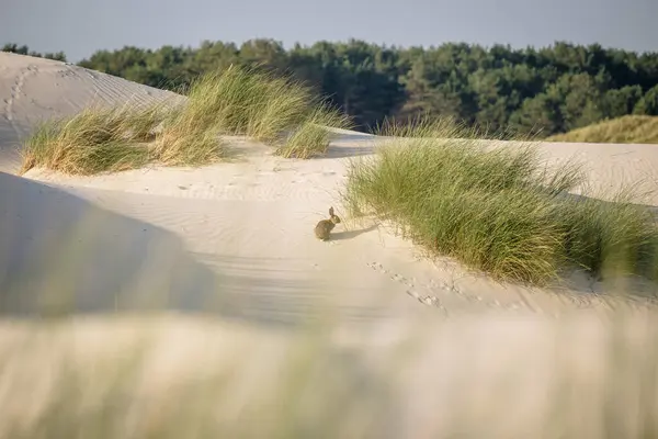 Lapin Sur Les Dunes Sable Image En Vente