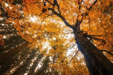Renkli yaprakları olan güzel sonbahar manzarası
