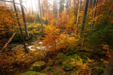 Dağlarda sonbahar ormanı