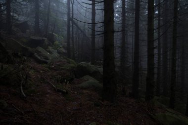 Karanlık sisli karanlık sisli orman