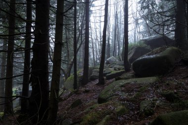 Karanlık orman, ağaçlar ve kayalar